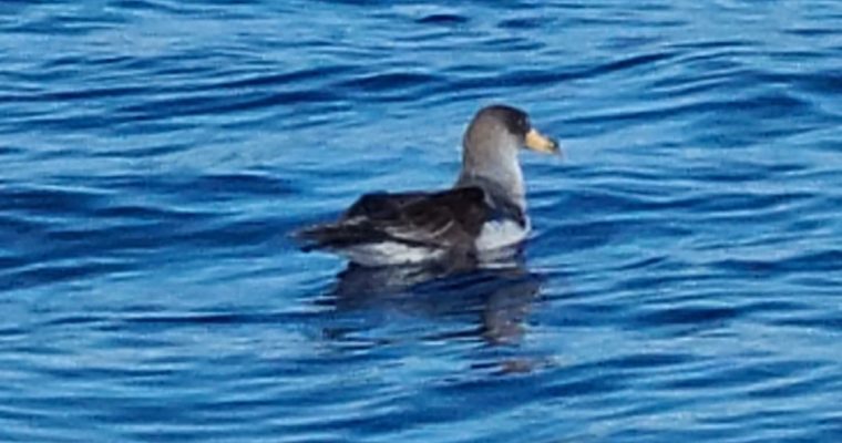 Cory’s Shearwater and Birds of the Portuguese Azores and Madeira
