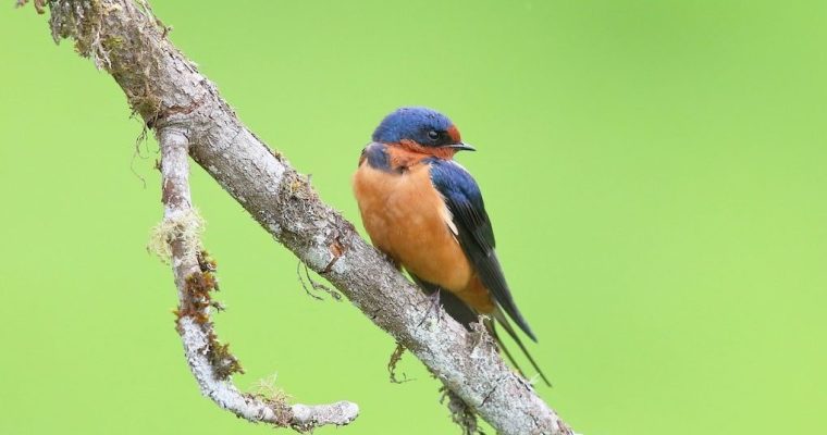 Migrant Birds, Featuring the Barn Swallow