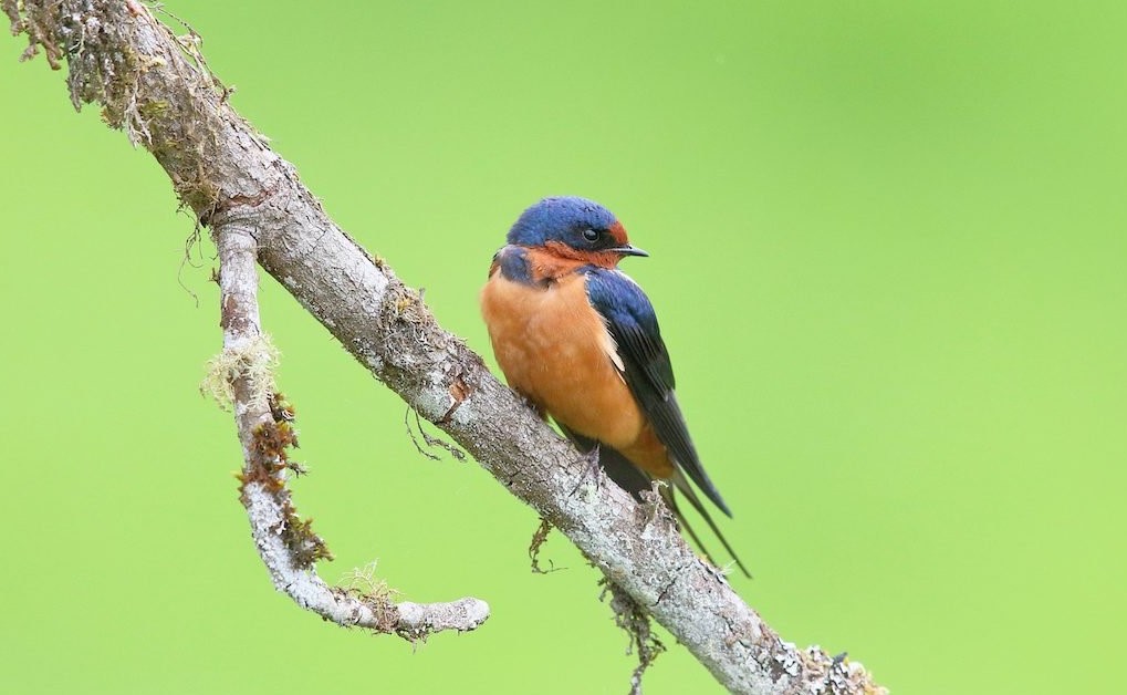 Migrant Birds, Featuring the Barn Swallow