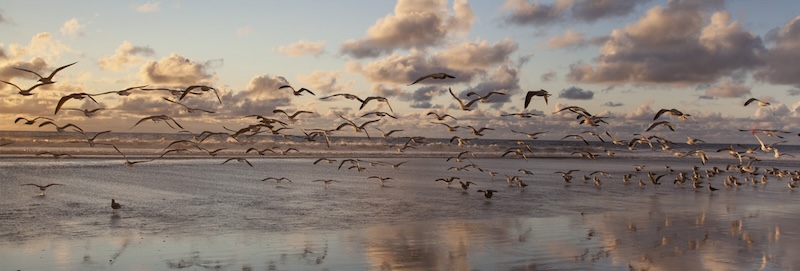 Seabird Migration