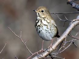 Hermit Thrush