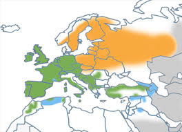 Mistle Thrush Range Map