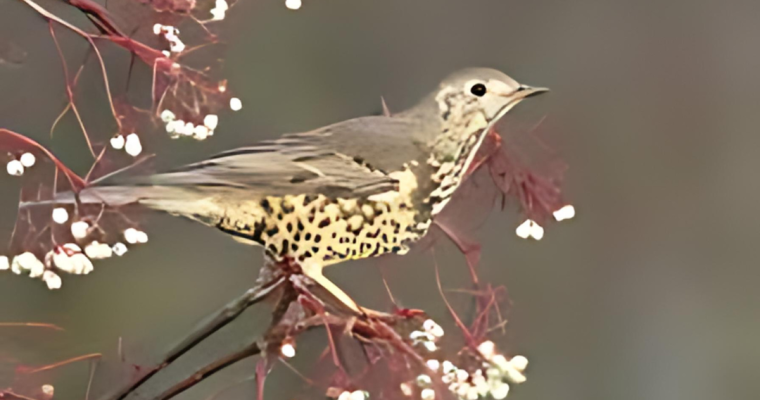 Mistle Thrush and Other Turdidae Family Members