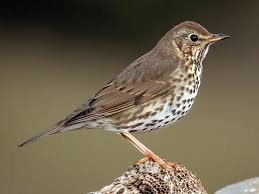 Eurasian Song Thrush