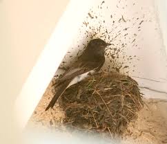 Black Phoebe Nesting