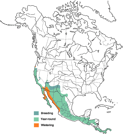 Black Phoebe Range Map