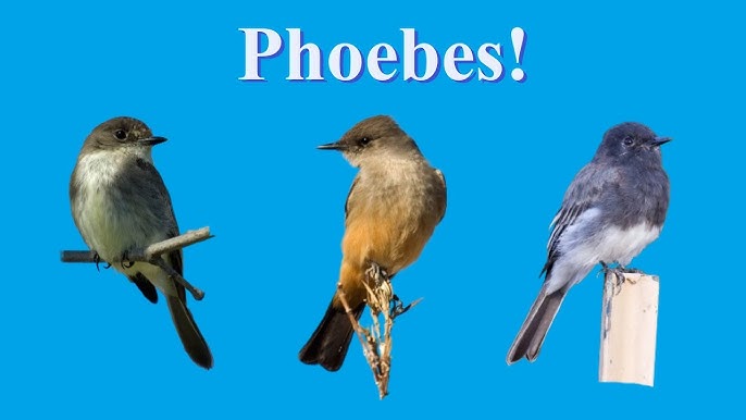 The Three Phoebes that catch insects flying in midair