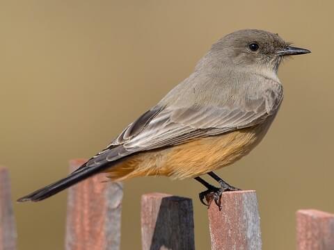 Say’s Phoebe