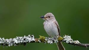 Spotted Flycatcher