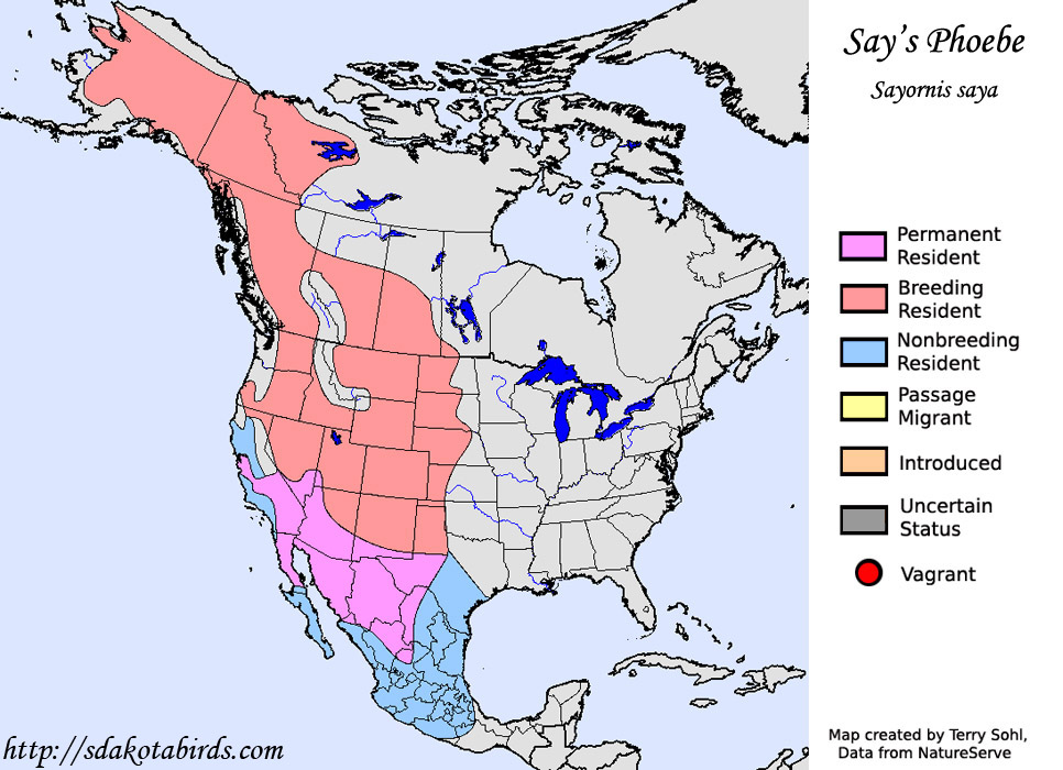 Say’s Phoebe Range Map