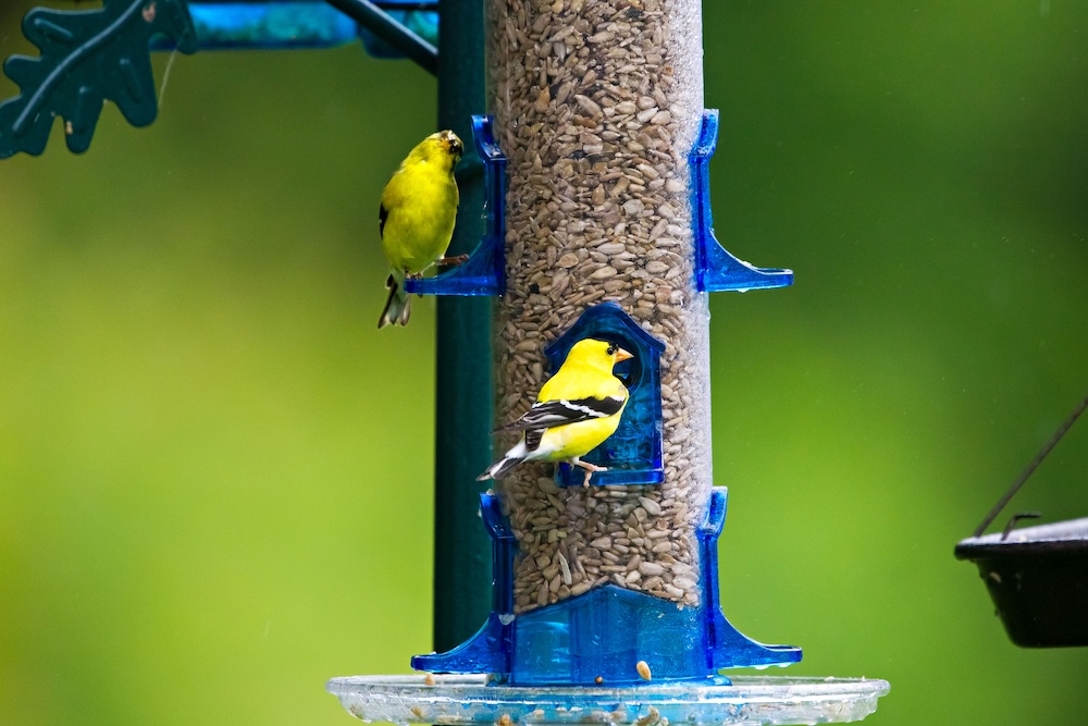 American Goldfinch 2