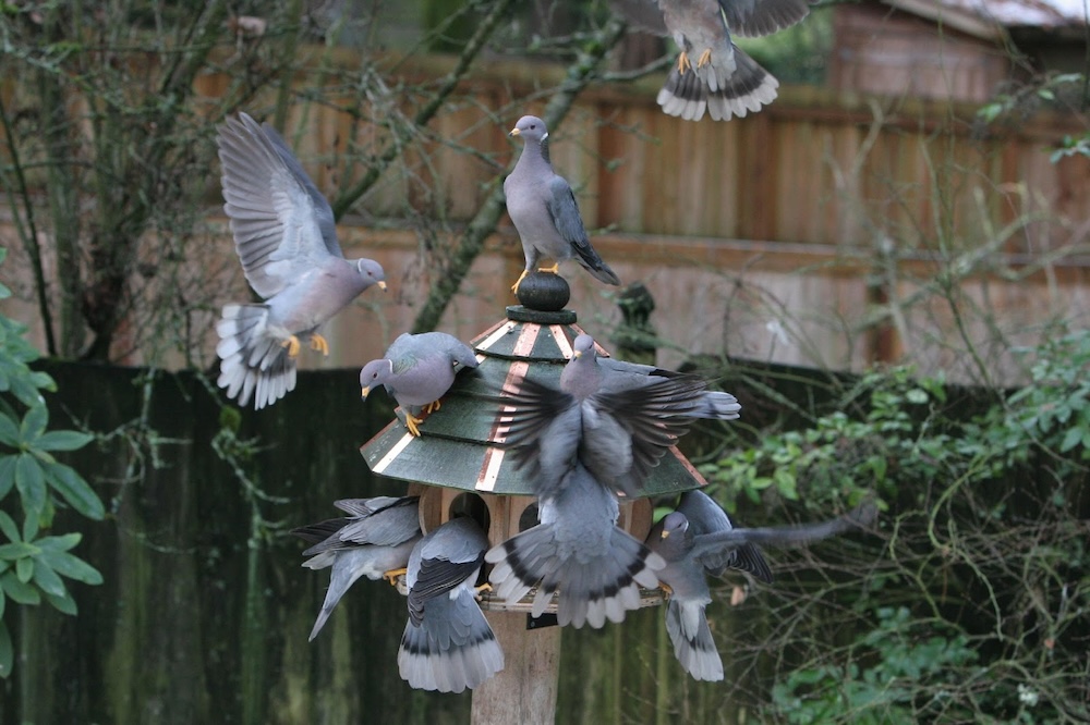 Band-tailed Pigeons bird behavior 