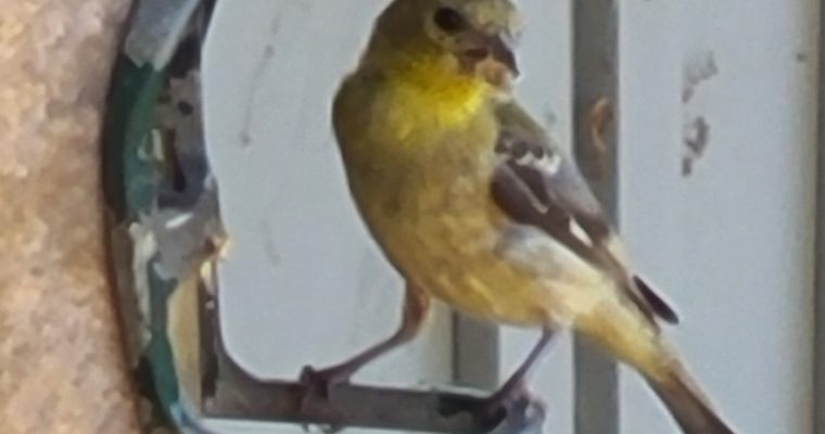 Etiquette at Bird Feeders