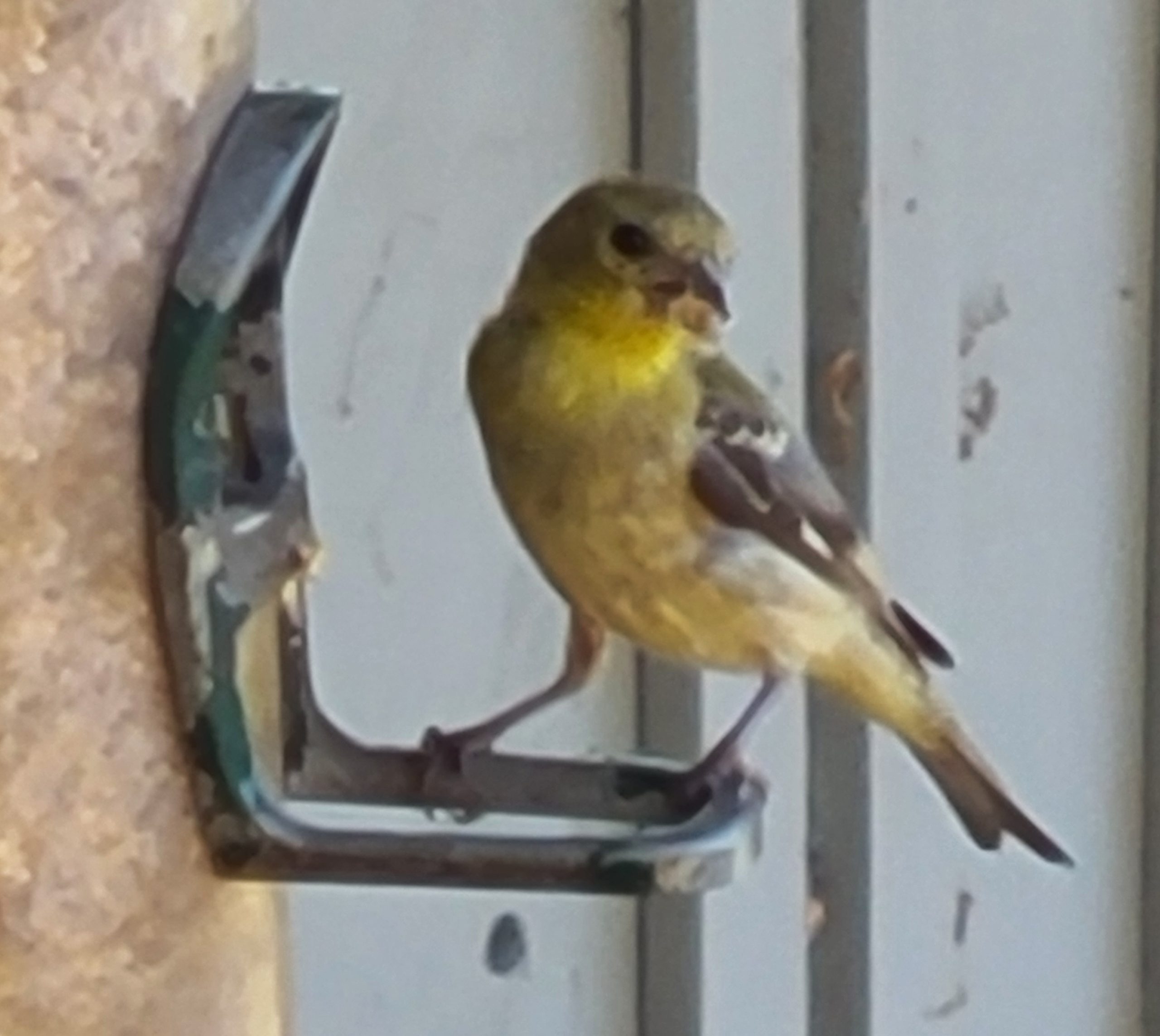 Etiquette at Bird Feeders