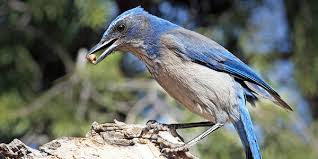 California Scrub Jay bird behavior