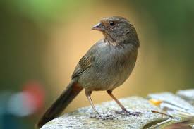 California Towhee