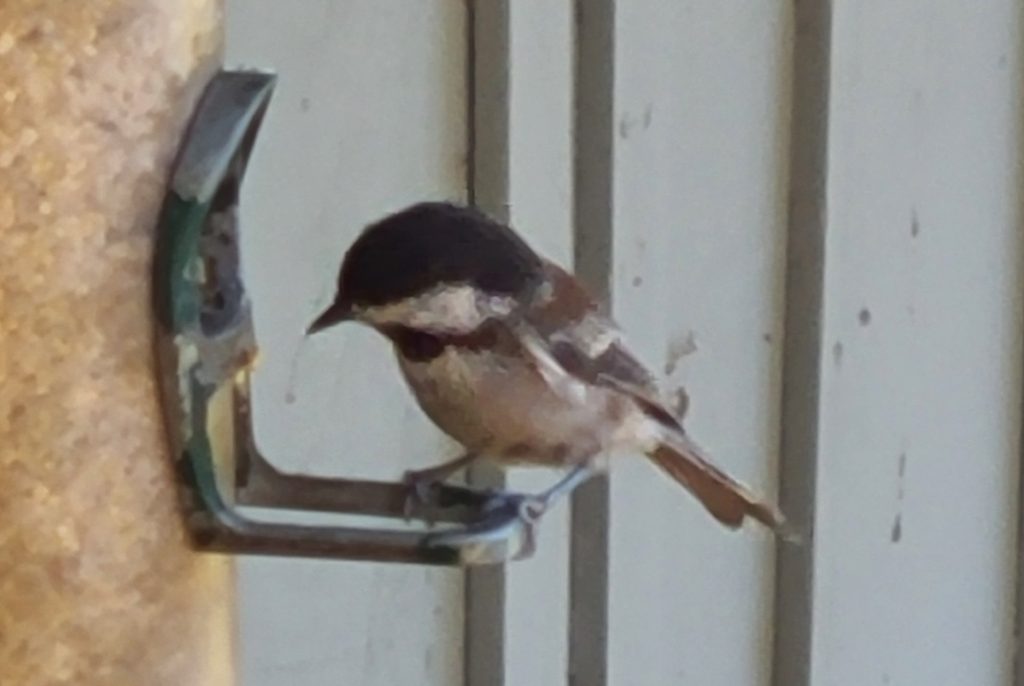 Chestnut-backed Chickadee