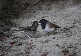 Dark-eyed Junco