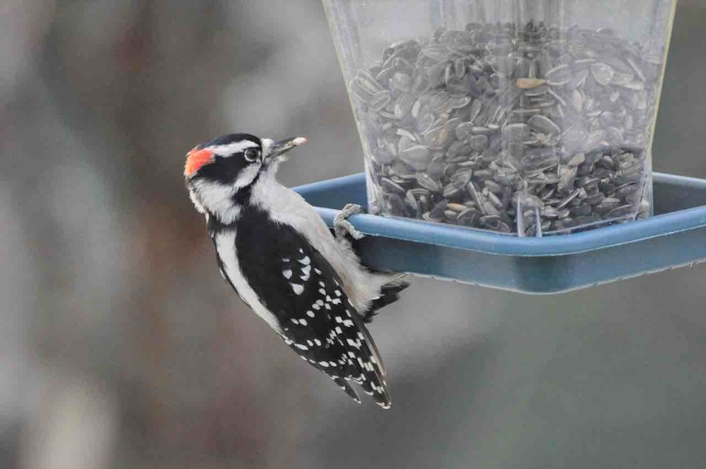 Downy Woodpecker-male bird behavior