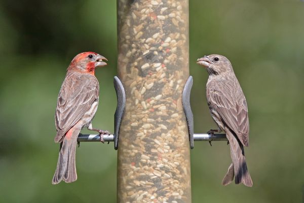 House Finches