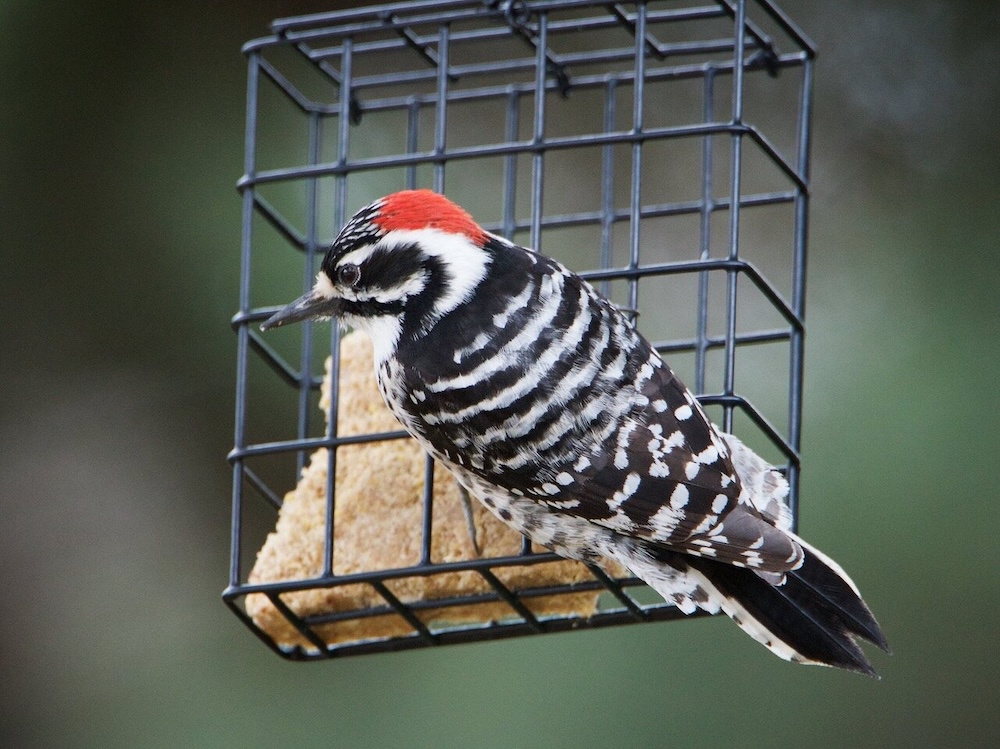 Nuttall's Woodpecker