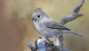 Oak Titmouse