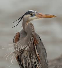 Great Blue Heron Male Breeding Plumage