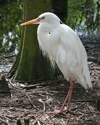 Great Blue Heron White Morph