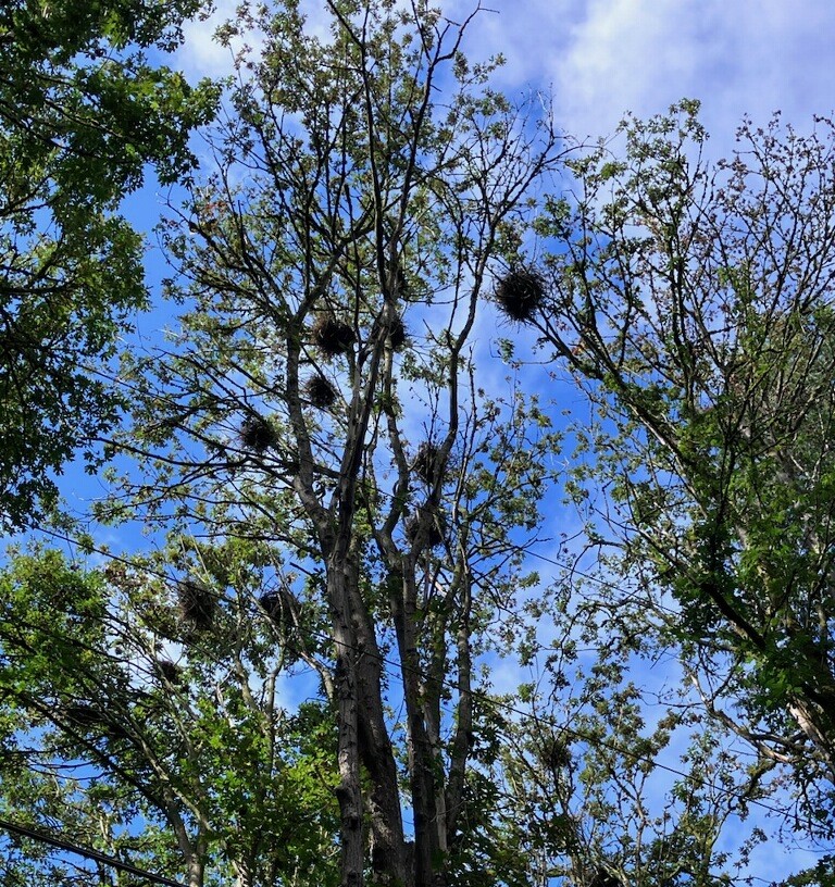 Great Blue Herons