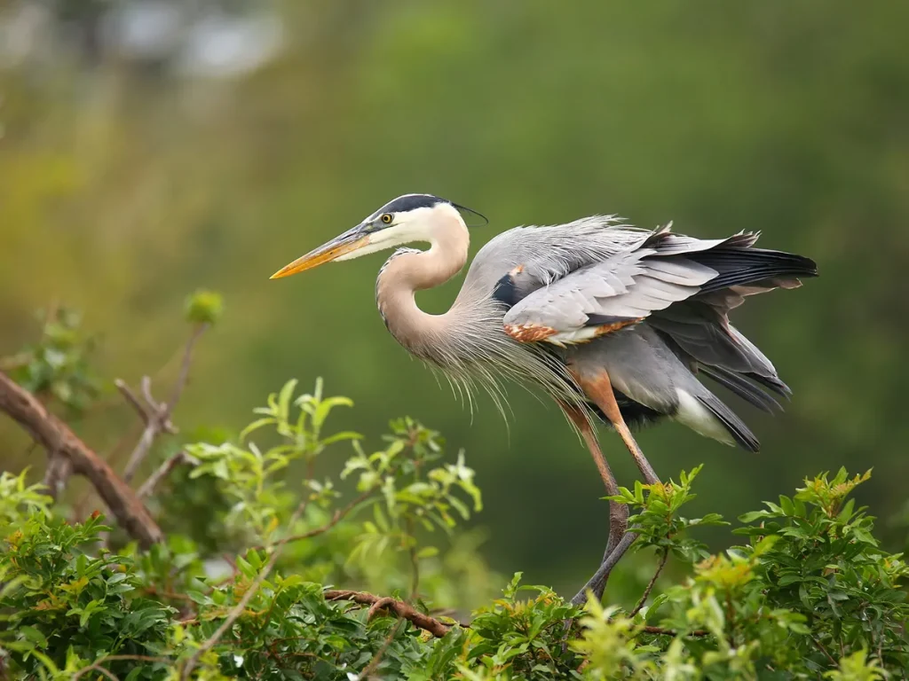 Great Blue Heron