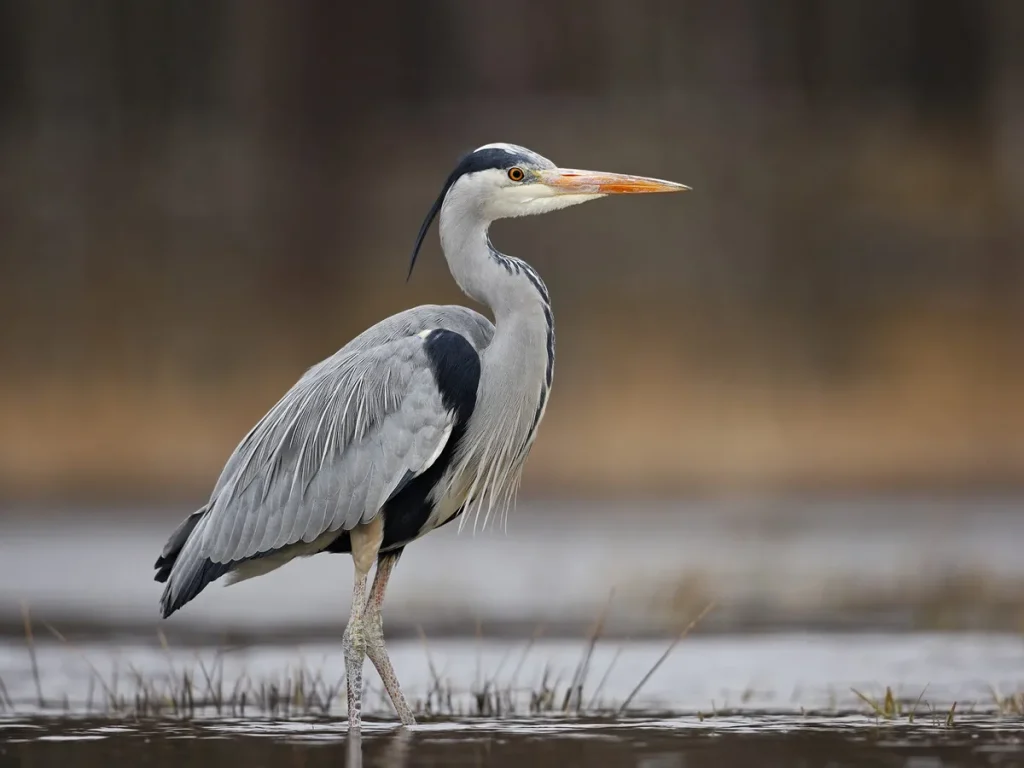 Gray Heron