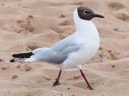 Black-headed Gull (summer)