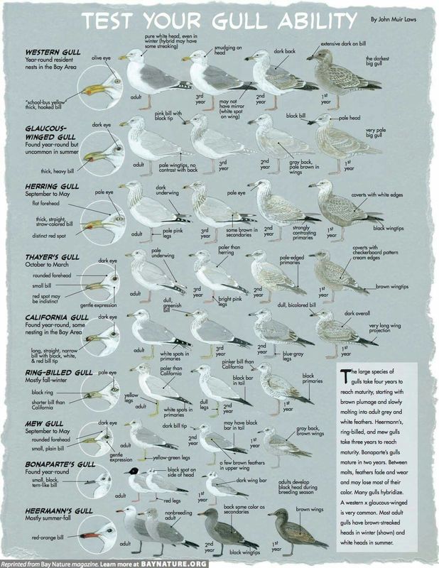 Identification of California Seagulls