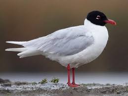 Mediterranean Gull (summer)