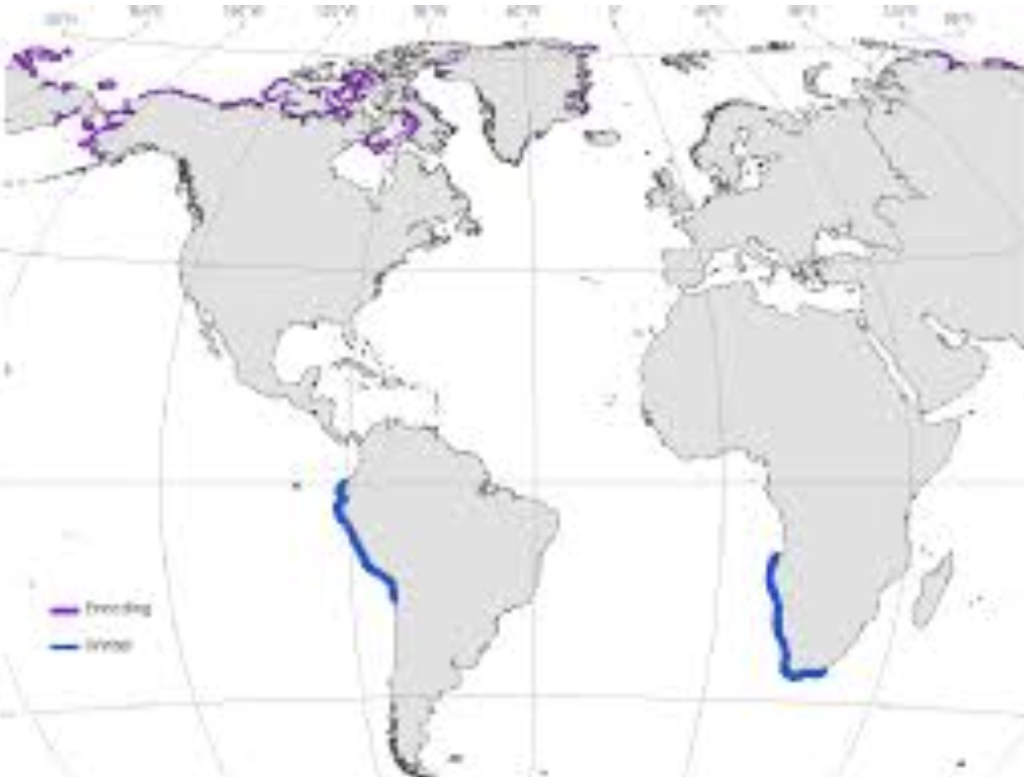 Sabine’s Gull Range Map