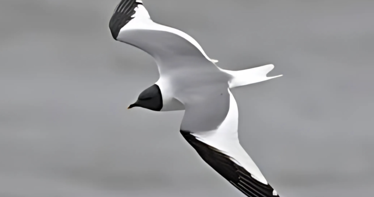 Identifying Seagulls, Including the Sabine’s Gull