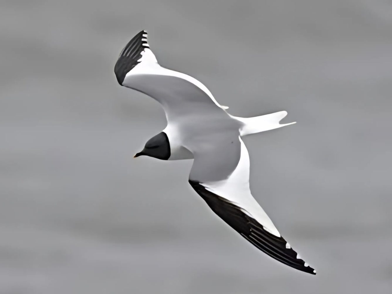 Identifying Seagulls, Including the Sabine’s Gull