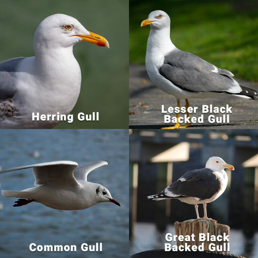 UK Seagulls