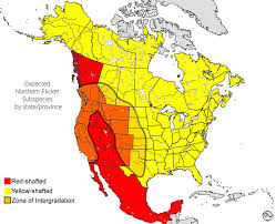 Northern Flicker Range