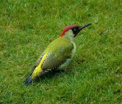 European Green Woodpecker