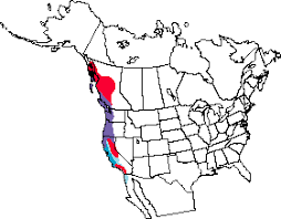 Red-breasted Sapsucker Range