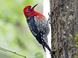 Red-breasted Sapsucker