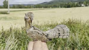 Wryneck