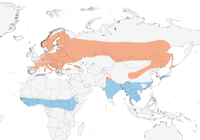 Eurasian Wryneck Range