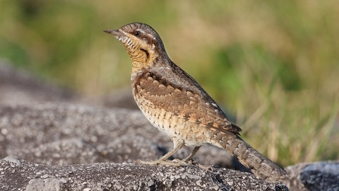 Eurasian Wryneck