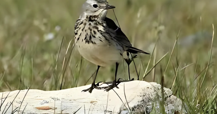 The Pipits, Species of Birds