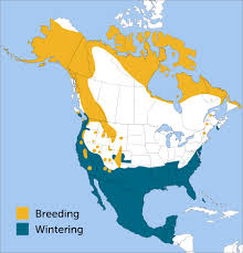 American Pipit Range