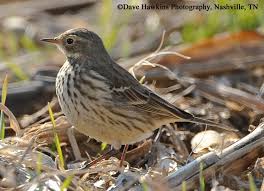 American Pipit usa