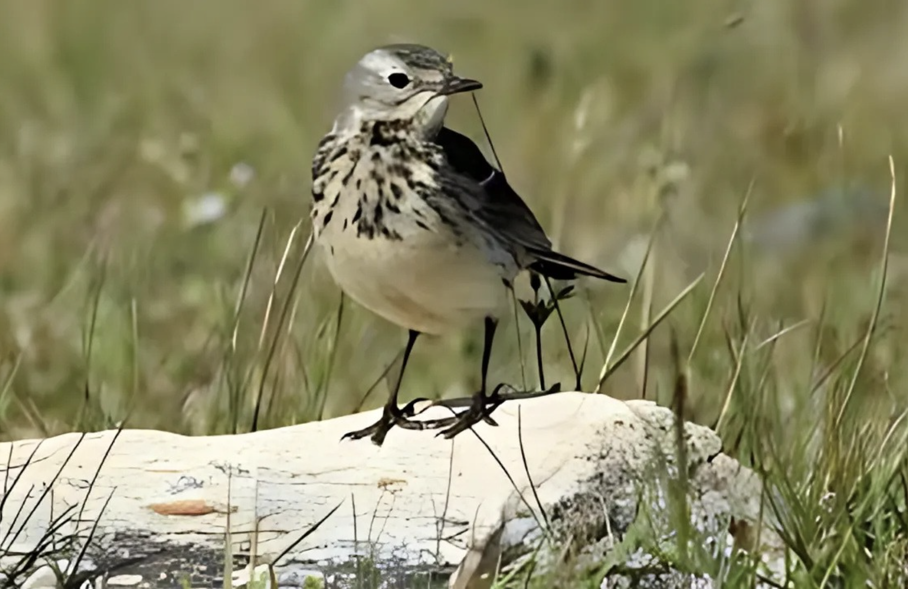 The Pipits, Species of Birds