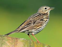 Meadow Pipit